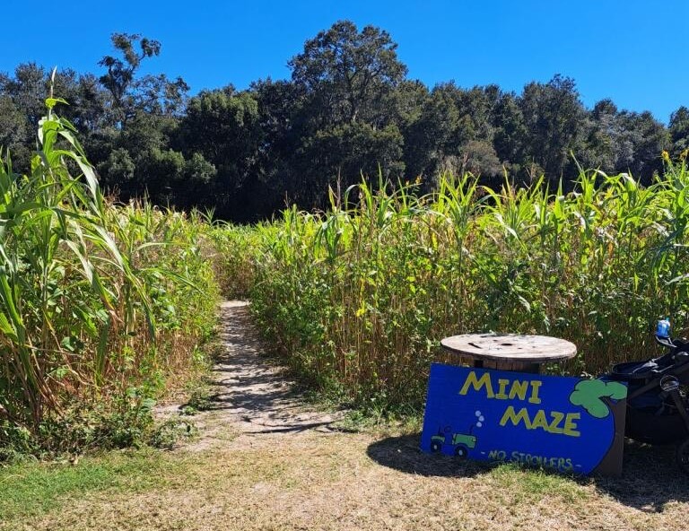 Corn plants are the kind of monocot that make terrific mazes. 