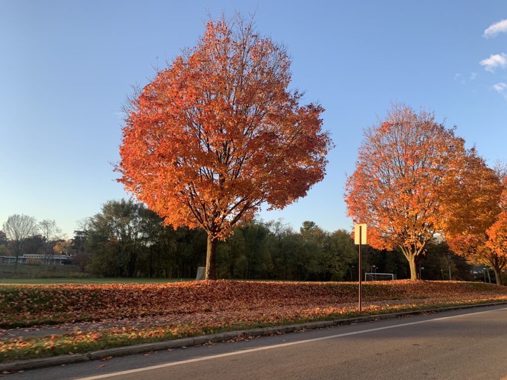 These gorgeous maples are turning a brilliant orange as autumn sets in. Maples are dicots. 