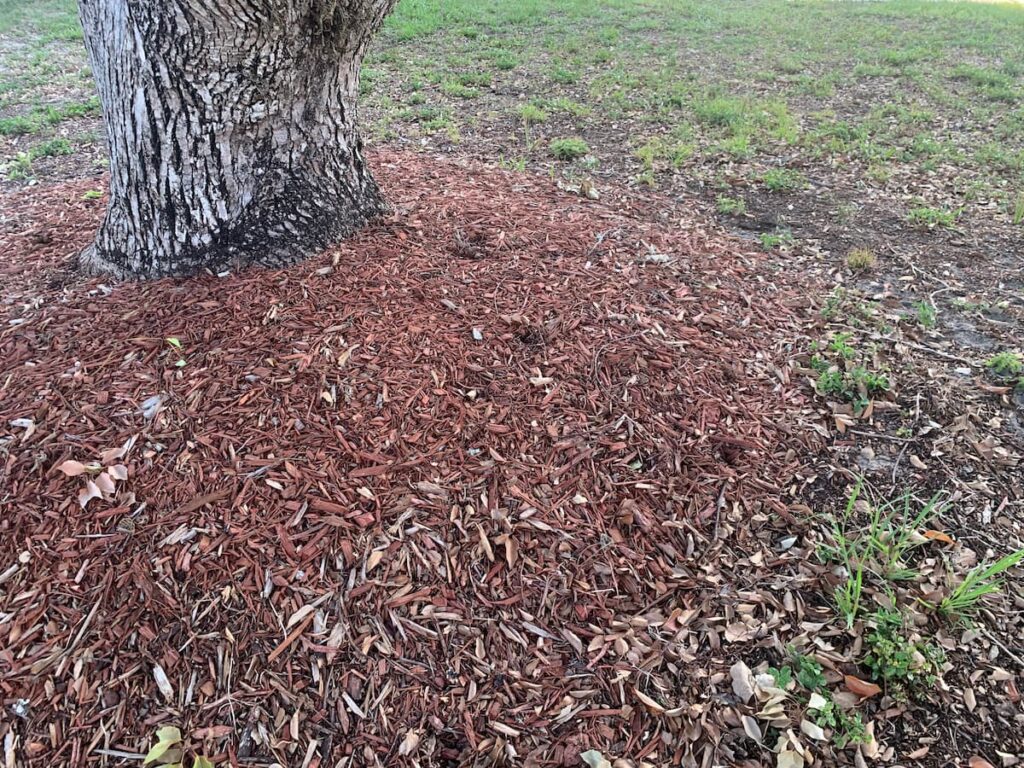 What do you think? Is this a mulch volcano around the tree or not? I think it's borderline -- not quite a true mulch volcano, but this tree could use some more flare of its own, so to speak. 