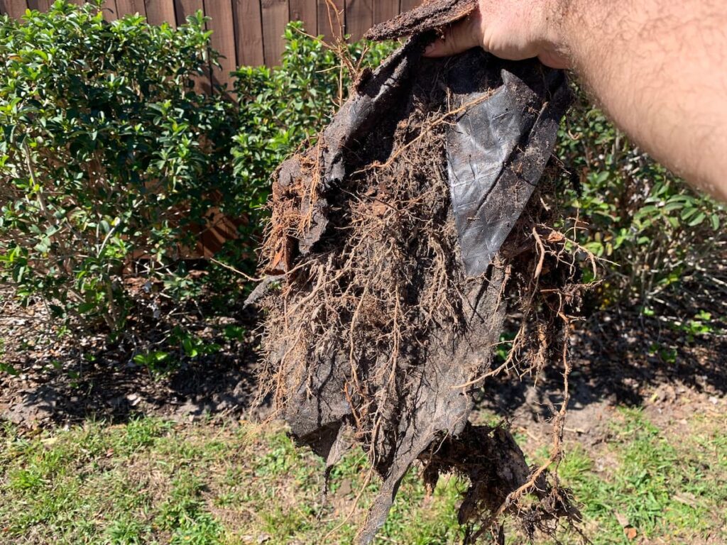 Check out how weeds, grass, and other plants sent roots right through -- and now enmeshed into -- the fabric liner below the mulch! I don't plan to be using fabric liner under my mulched beds anymore. 