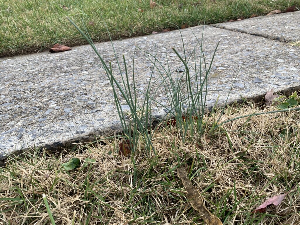 The culprit of the onion or garlic smell in my yard? Wild onion or garlic! 