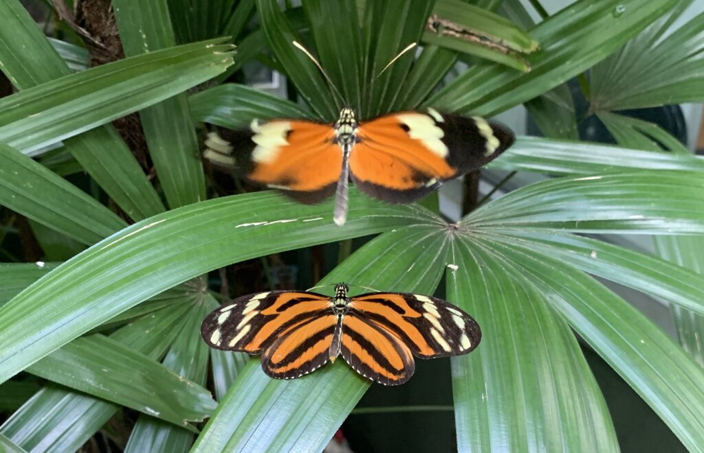 Butterflies love pollinator gardens. Butterflies are one of the most well-known pollinators, but also belonging to the pollinator category are bees, bats, and beetles.