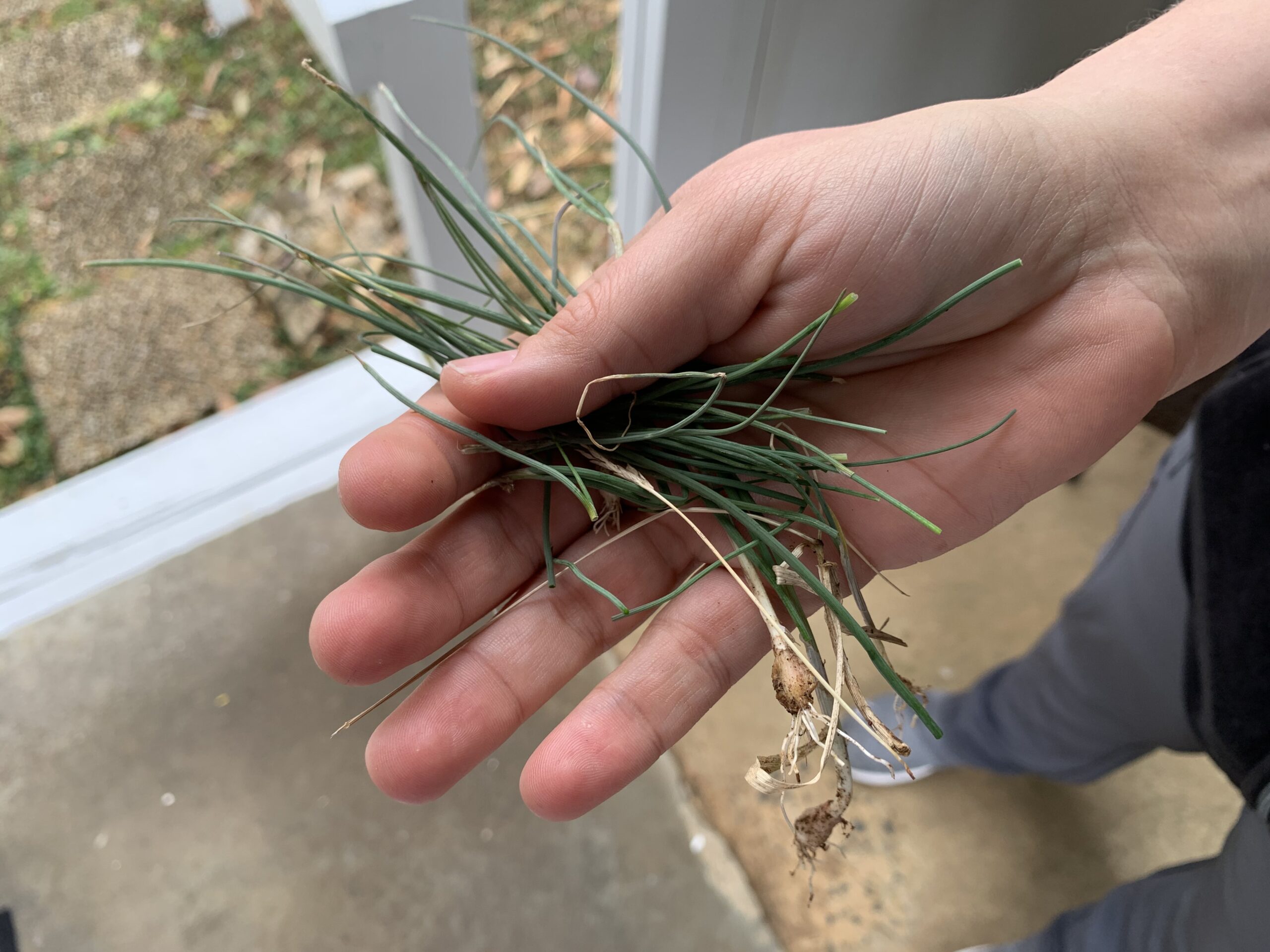 What’s The Onion Or Garlic Smell In My Yard?