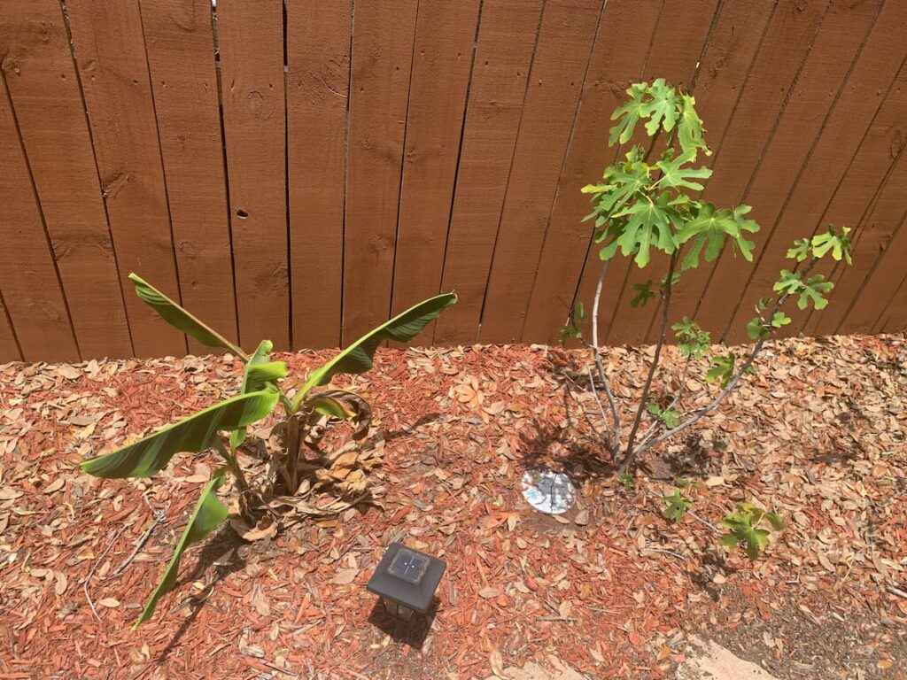 Our banana tree (left) and fig tree (right) are still young and haven't produced fruit yet. We hope they will in time! 