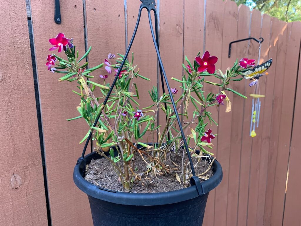 This potted vinca is showing signs of plant heat stress. 