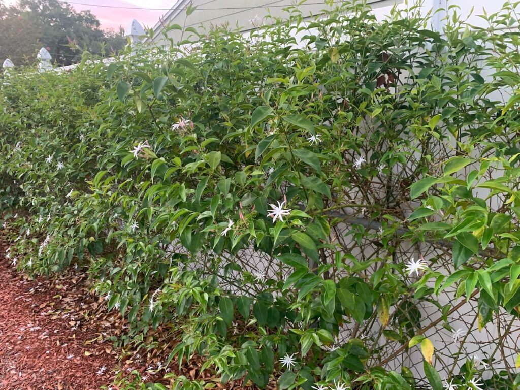 Jasmine is a fast growing vine that's great for blocking out views of chain-link fences -- or the things behind them! 