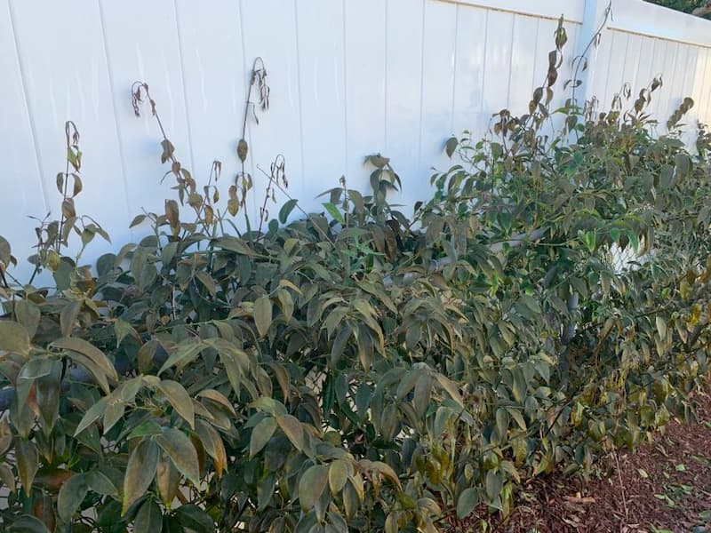 When I was originally planting jasmine I was unaware that the variety in my yard would need good protection from frosts and freezes. This photo from a few years ago shows the aftermath of a freezing cold snap. 