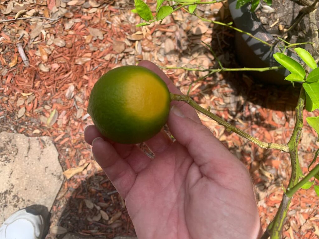 Check out one of the lemons from our lemon tree. Growing fruit trees is just so fun... 