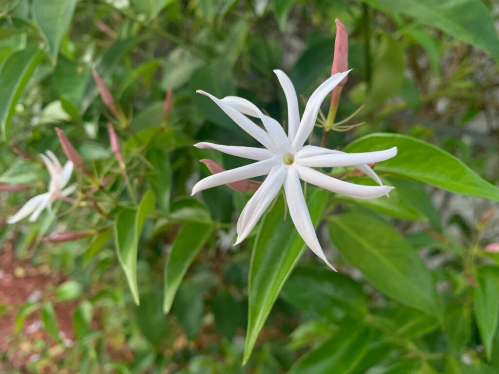 I began planting star jasmine in my yard several years ago. 