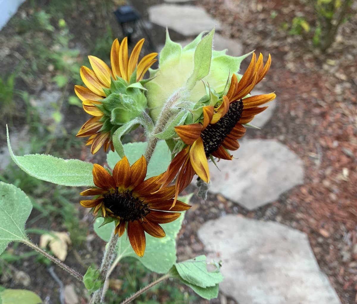 Have you seen the sunflowers with multiple flowers? These cool sunflower varieties add kick to any landscape.