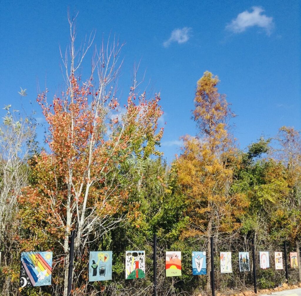 These maples, sweetgums, and bald cypress along with other trees don their fall colors in a parking lot just northwest of Tampa, Florida.