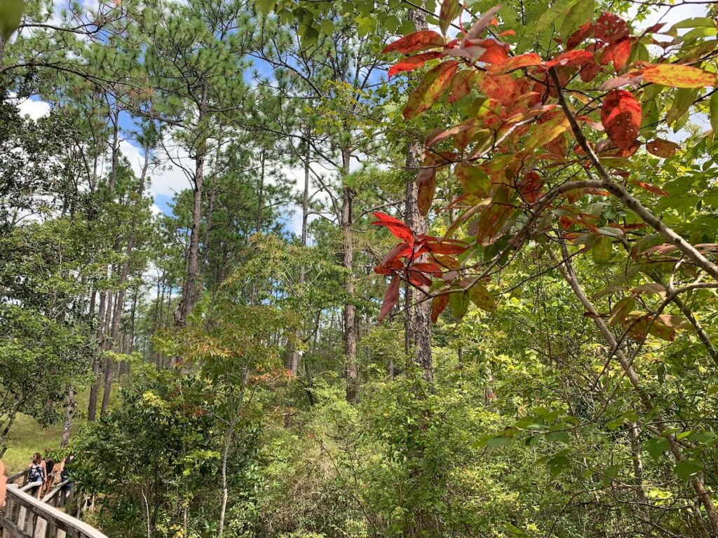 Fall colors were setting in on my wife's and my late September trip to Falling Waters State Park in Chipley, Florida, a few years ago.