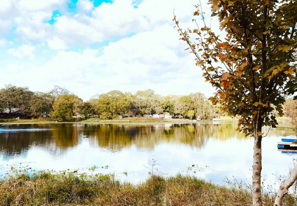 Maples are among the best trees to plant for fall color in Florida. 