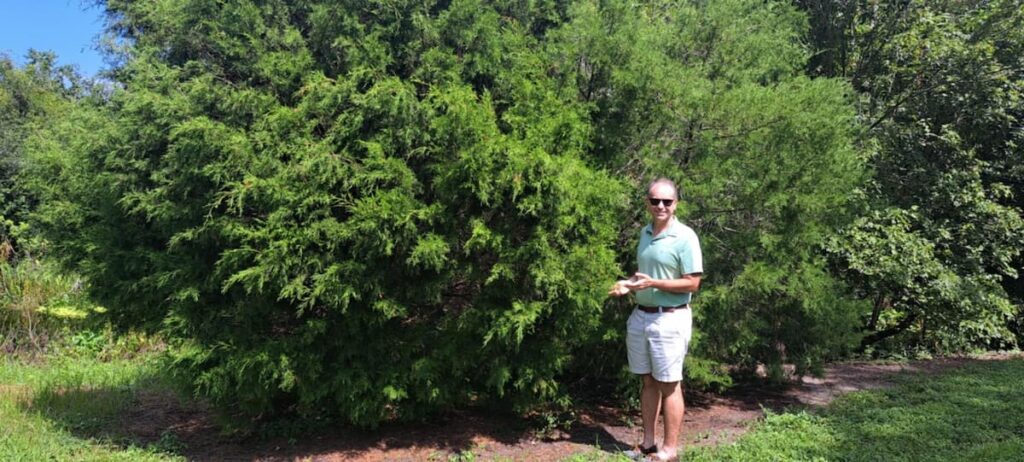 Growing eastern red cedar trees can be rewarding for you and beneficial for pollinators and birds in your yard.