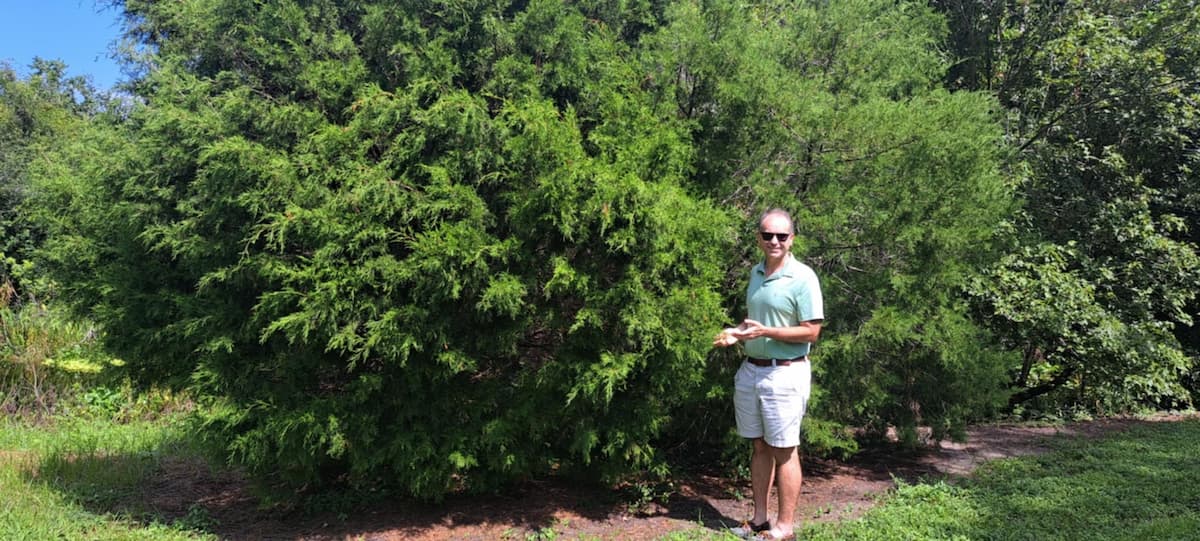 Growing Eastern Red Cedar Trees: 5 Tips For Success