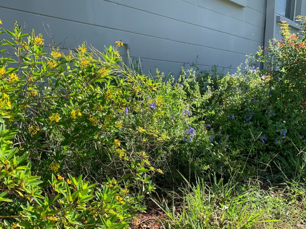 Our native plant garden includes many pollinator plants suited to our climate zone, including cassia (front left), firecracker plant (front middle) plumbago (center rear) and hummingbird bush (rear right).