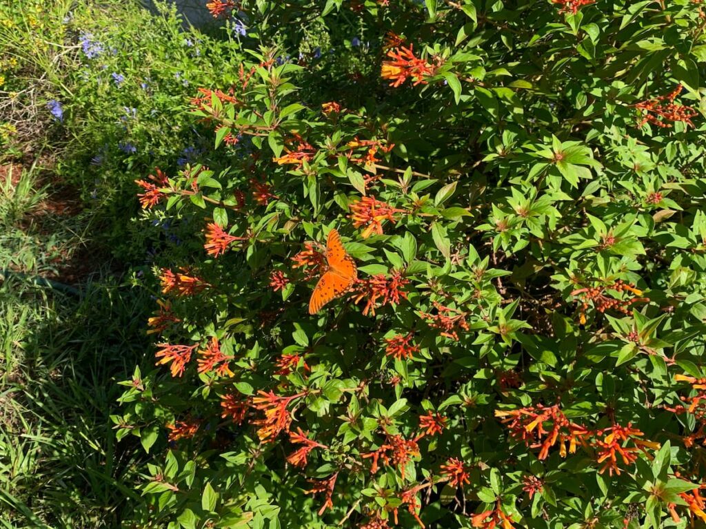 A butterfly lights on a hummingbird bush in our native plant garden.