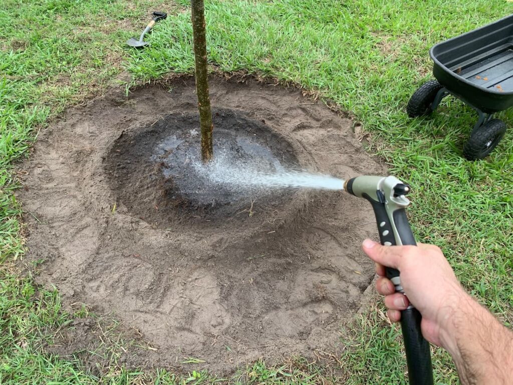 I created a ridge around the tree to create a basin for water. This helped ensure the tree had enough water around its roots. 