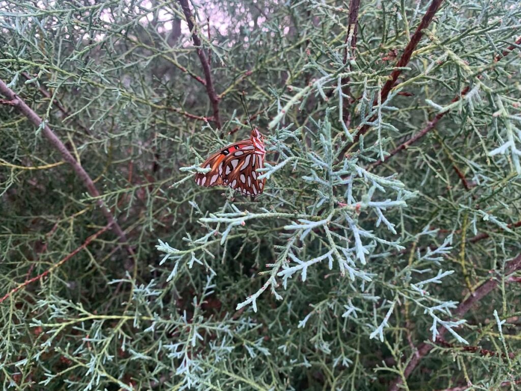 Be sure to add trees and evergreens to your butterfly garden if you can. This Gulf fritillary is enjoying my Arizona cypress. 