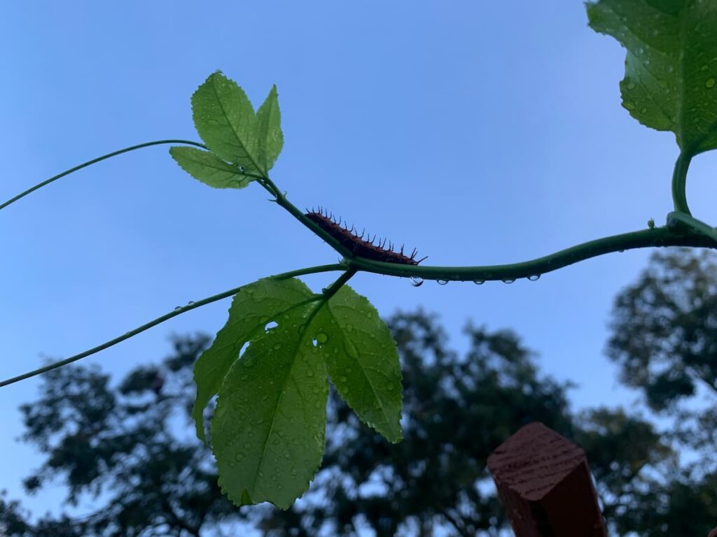 A caterpillar enjoys a walk on the passionflower vine growing on the arbor in the garden.