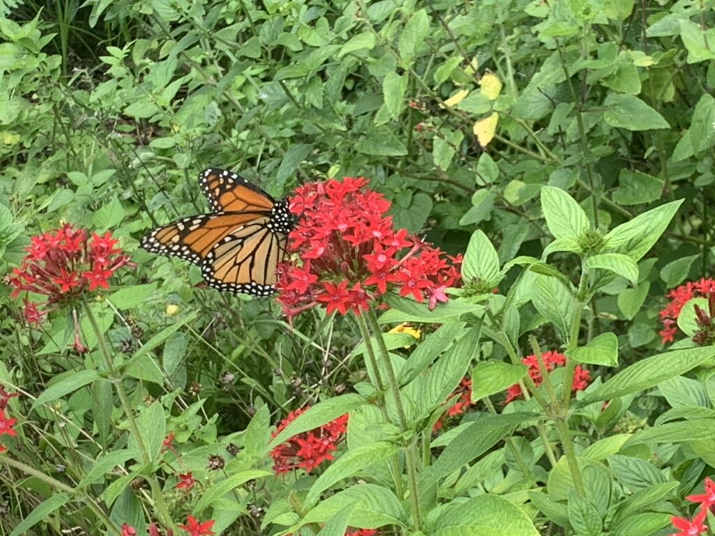 A monarch butterfly rests on pentas at Florida Botanical Gardens.