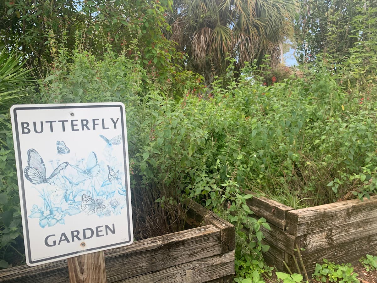 A small butterfly garden can be just as beneficial and attractive to butterflies and other pollinators as large gardens if you know what to plant.