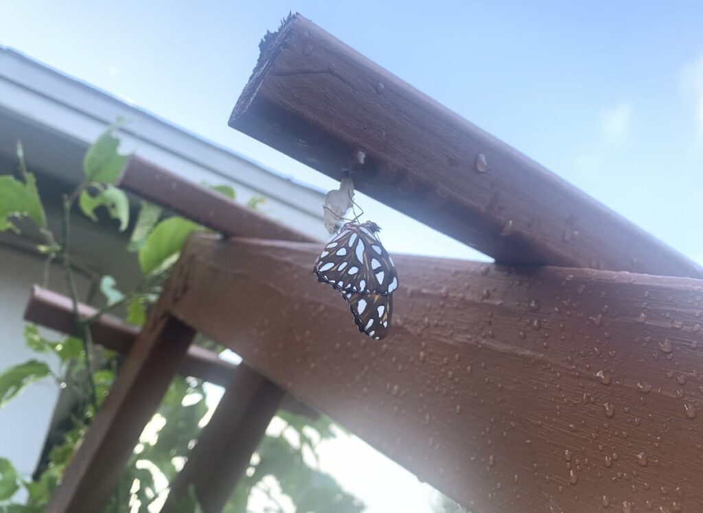 When we turned our yard into a small garden by the side of our home, we planted a butterfly pollinator garden and built an arbor. Check out this butterfly emerging from its chrysalis!