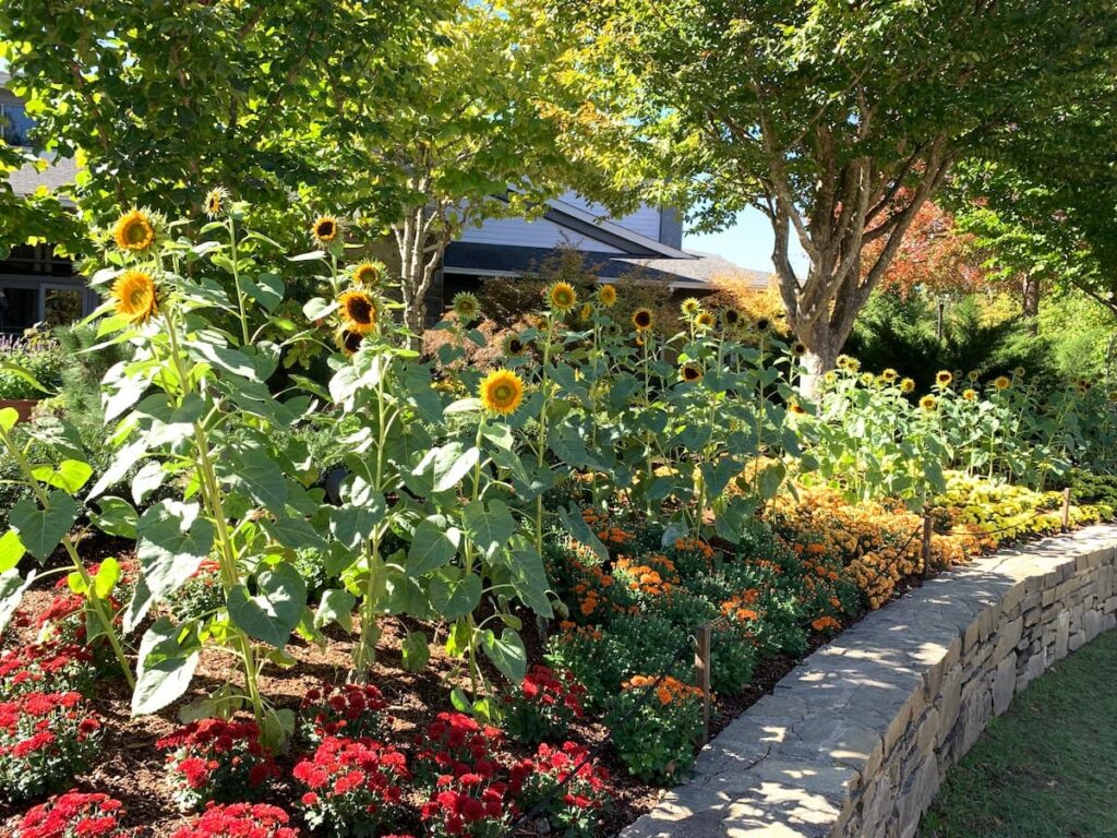 One reason my wife and I visit botanical gardens is for ideas on what to plant in our own yard. These sunflowers thrive at the North Carolina Arboretum in Asheville. 