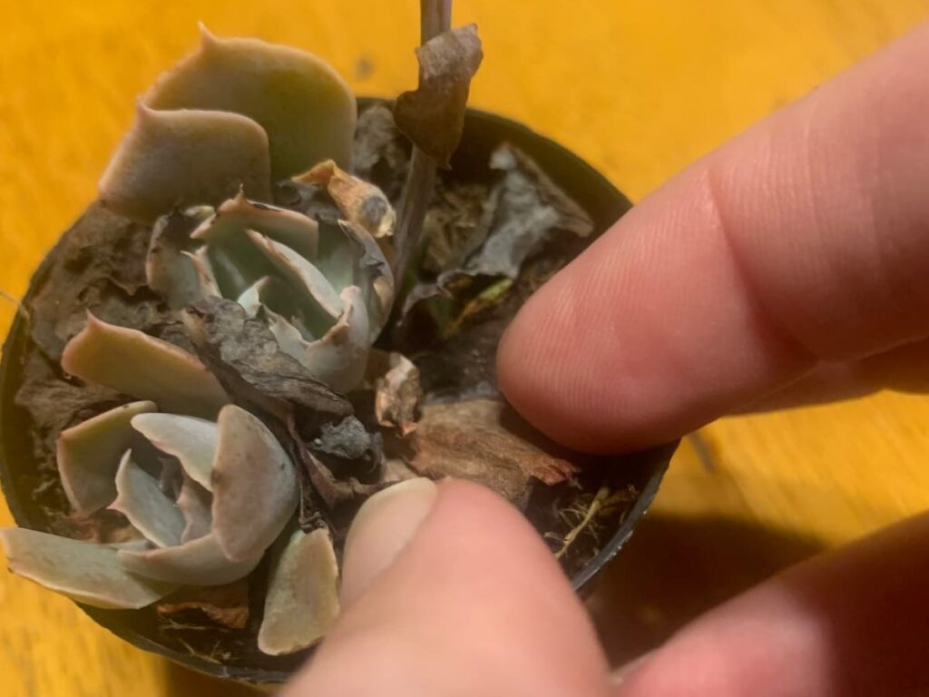 I pinched the dead or damaged leaves from the Echeveria since they were too small and the plant too delicate for the bypass pruning shears. 