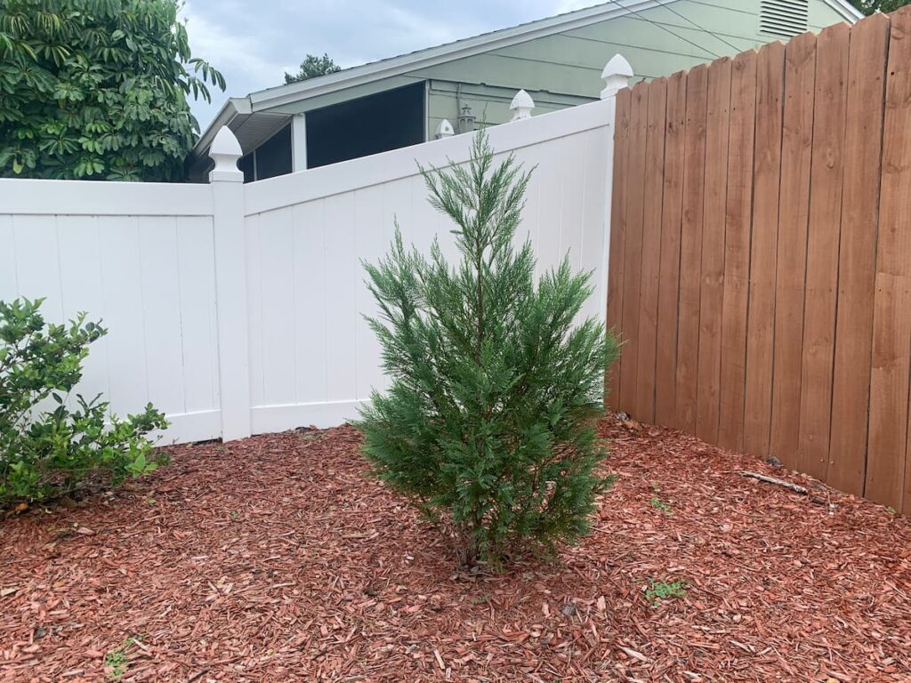 Arborvitae is one of the fastest growing plants for privacy.