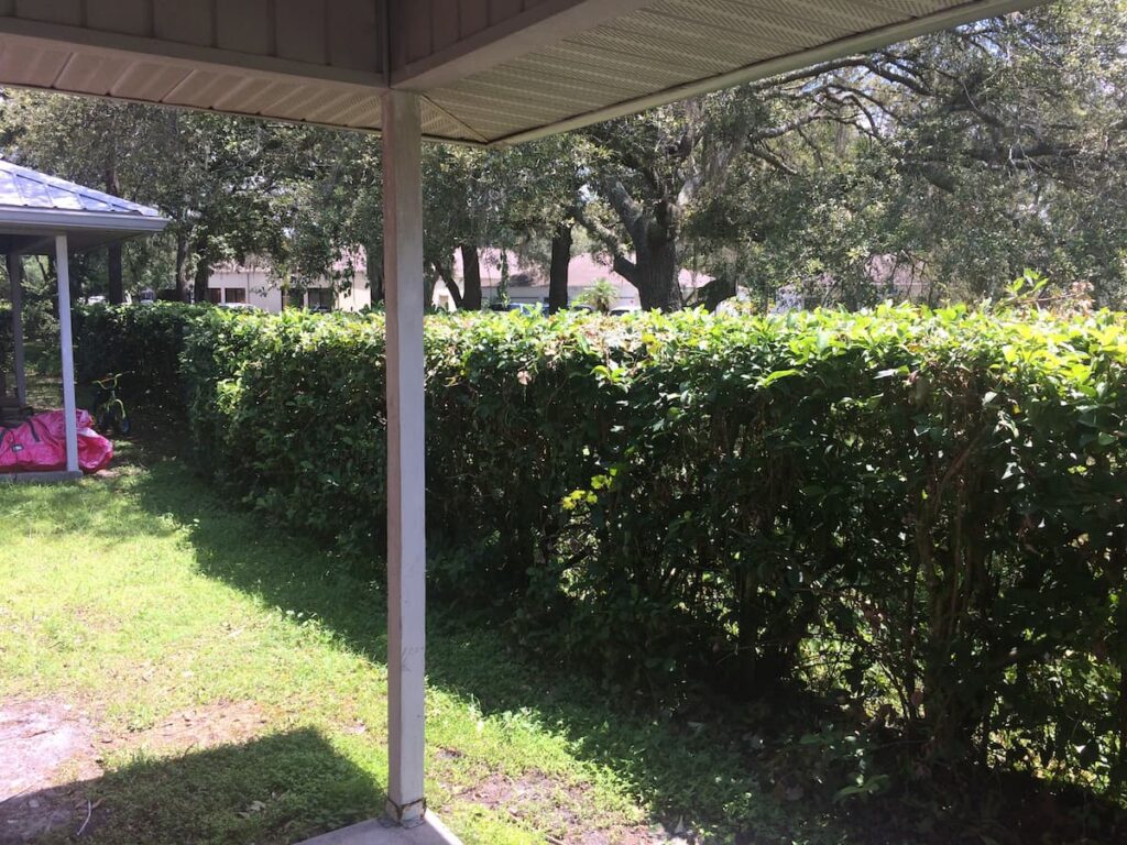 This row of sweet viburnum blocks the view of an office parking lot behind this duplex. Photo by Hortiwriter. 