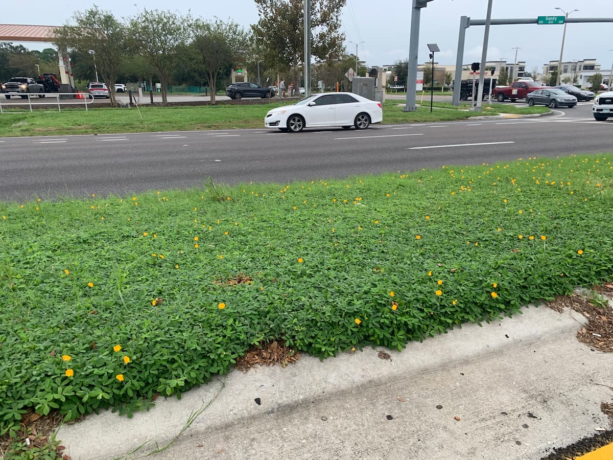 Is Perennial Peanut Really A Good Alternative To Turf Grass?