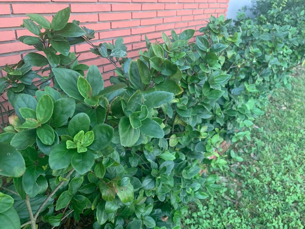 We have a hedge of sandankwa viburnum growing by a bedroom window to help soften the transition between the lawn and the red-brick wall.