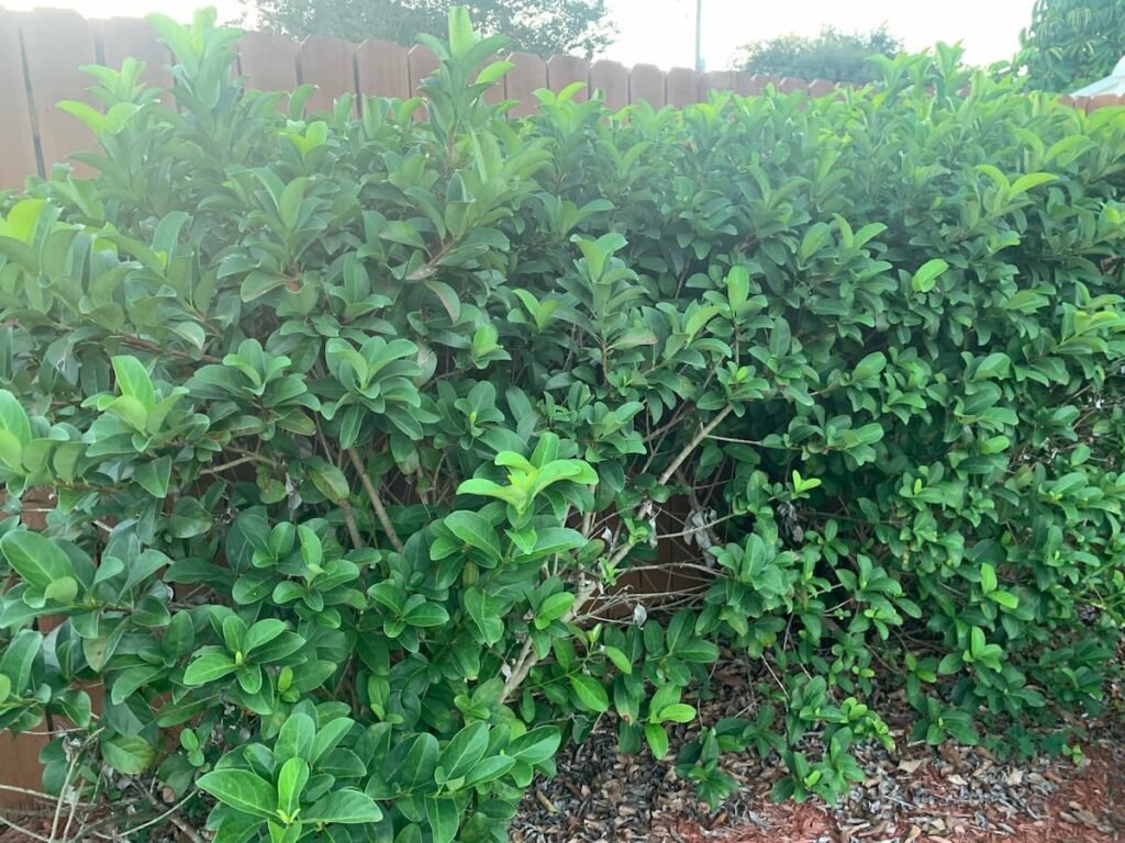 This row of sweet viburnum grows near a fence and will eventually obscure the picket fencing.