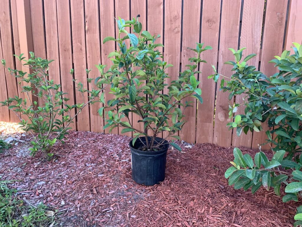 Here's a viburnum shrub in a nursery pot about to fill a gap in a privacy hedge. 