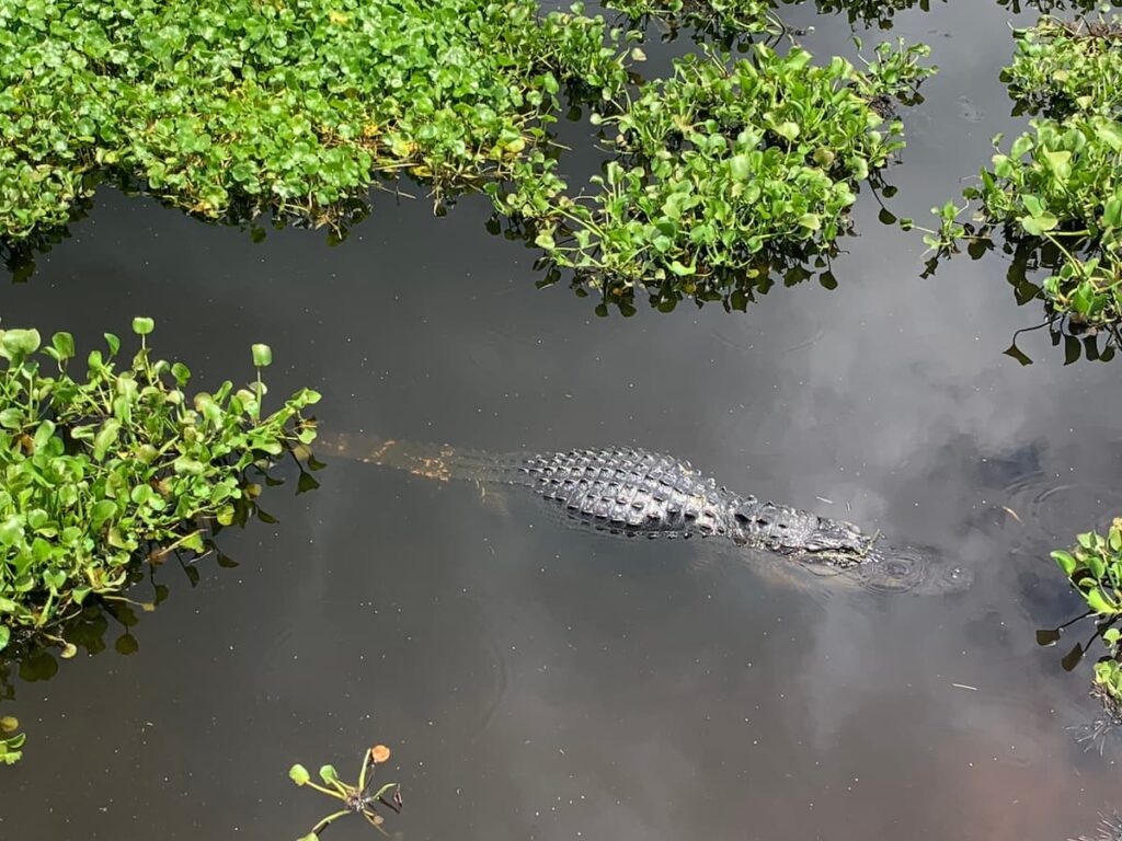 Check out this alligator my wife and I saw while walking through one of the botanical gardens near us in Central Florida.