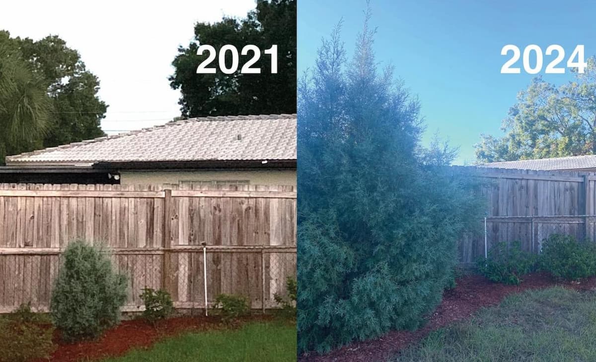 Here’s How Fast Arizona Cypress Grows