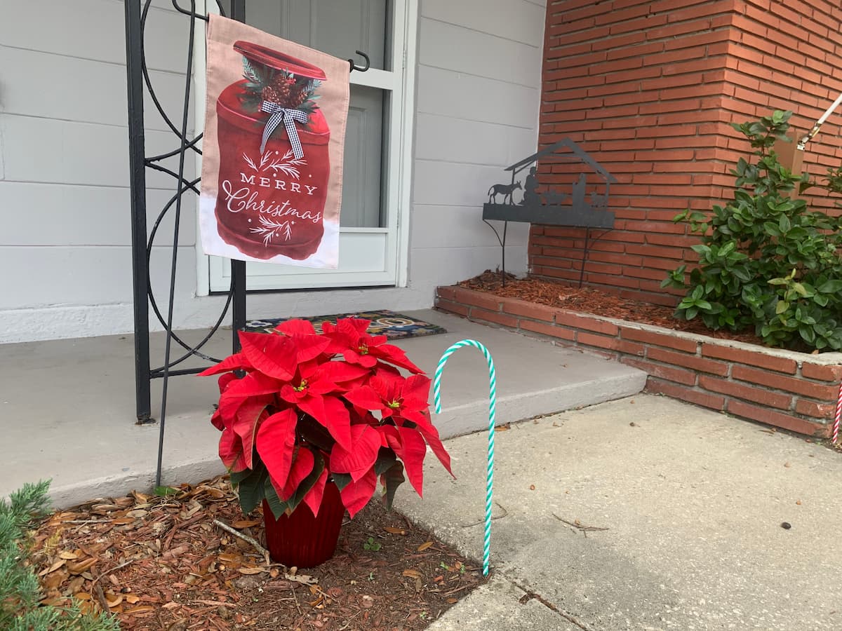 Growing Poinsettia After The Holidays