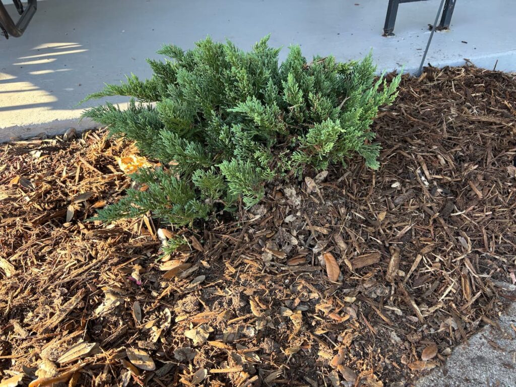 Organic mulch around a new landscape plant. 