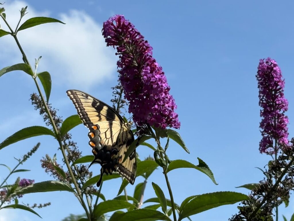 A butterfly lands on a shoal creek chaste tree (Vitax agnus-castus 'Shoal Creek') at the Roanoke botanical gardens on Mill Mountain. 
