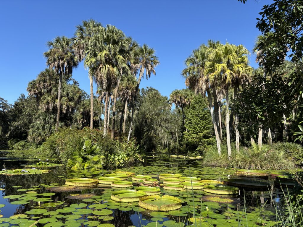 A tropical scene from Bok Tower Gardens